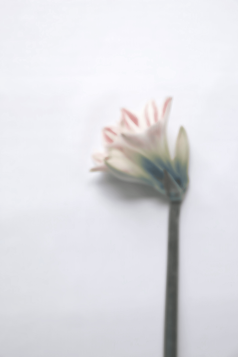 お花